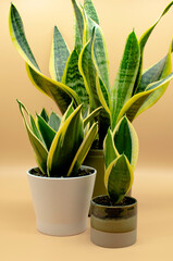 Three types of Sansevieria, Houseplant. Dracena. Mother-in-law tongue, Hard-leaved. Succulent 