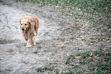 old golden retriever dog autumn portrait