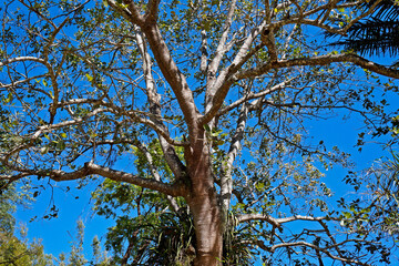 Tropical tree on forest (Erythrina fusca), Rio, Brazil 