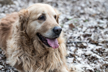 Obraz premium old golden retriever dog autumn portrait