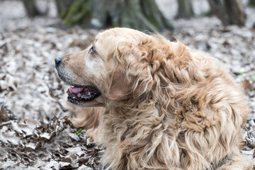 Fototapeta premium old golden retriever dog autumn portrait