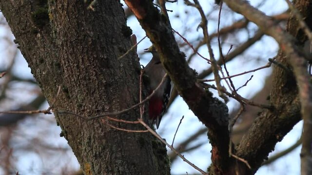 Buntspecht am Baum im Winter