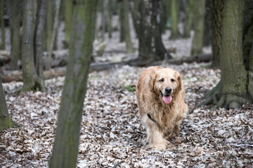 old golden retriever dog autumn portrait