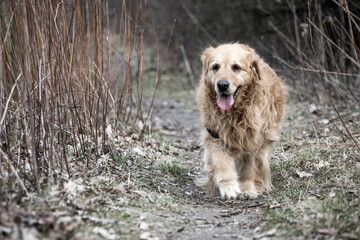 old golden retriever dog autumn portrait