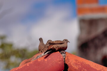 Dove (Common Ground-Dove), perched with a group on a red tile roof, on an unfocused background.