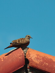 bird known as Common Ground-Dove and its young, perched on the eaves of a red-tiled roof.