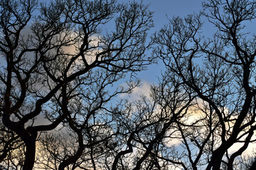 Silhouettes of trees against blue sky with clouds in winter, Coventry, England
