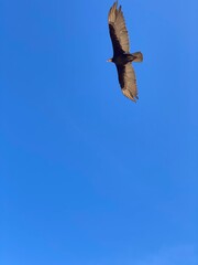 vulture in flight