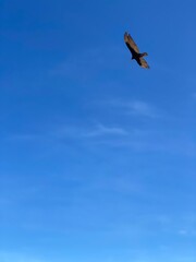 osprey in flight