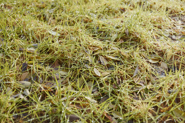 Close-up of spring grass covered with drops of morning dew.
