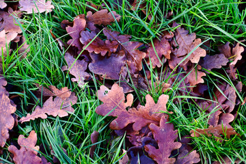 Dry oak leaves on the grass, England	