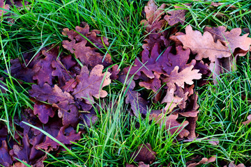 Dry oak leaves on the grass, England