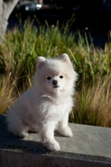 white puppy