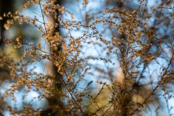 Soft focused wintered wildflowers in the forest with blue sky background ~WINTERED~