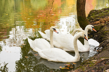Swans swimming in Ataturk Arboretumu park Istanbul, Turkey. Autumn season. Lake and birds in fall.