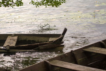Stare porzucone łodzie drewniane na wodzie - obrazy, fototapety, plakaty
