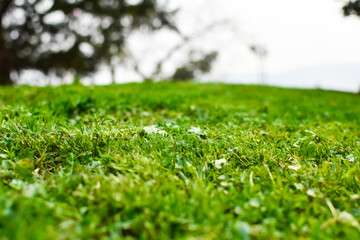 Close up of natural green lawn. Green grass background texture. Ecology concept.