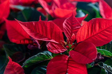 Christmas flower the poinsettia plant with bright red leaves, huge sized leaf and flower filling the whole frame for background, wallpaper, xmas, festive season. 