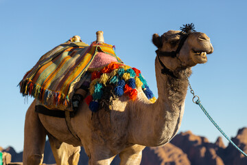 Dromedar camel in the background sands of hot desert, Egypt, Sinai