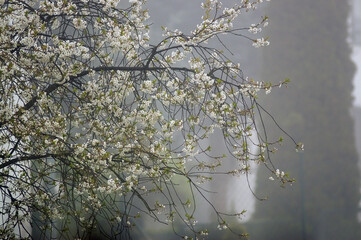 Kompozycja kwitnące gałązki z białymi kwiatkami na rozmytym tle