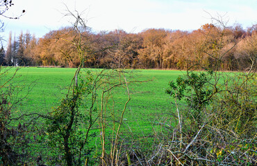 View of a field with trees through green hedge in the evening, England 