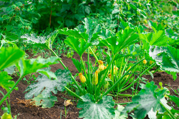 Vegetable garden with squash or zucchini. Backyard garden in summer. Eco friendly gardening.