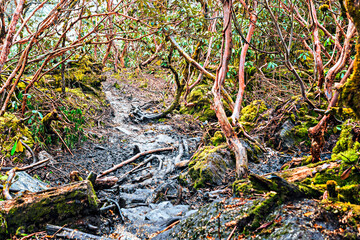 The  rothedendron forest on the trekking route from Panch Pokhari to Khotey in Nepal.