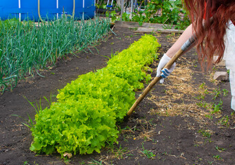 Woman with gardening tool working in her vegetable garden. Backyard garden in summer. Eco friendly...