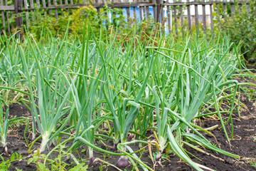 Obraz premium Vegetable garden with green onion. Backyard garden in summer. Eco friendly gardening.