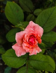 An adventure through mother nature 