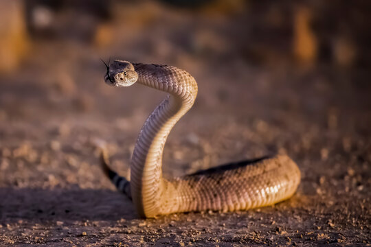 Western Diamondback Rattlesnake in Defensive Position on Dirt Road with Tongue Extended