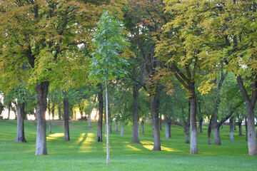 Fototapeta premium Bosque urbano
