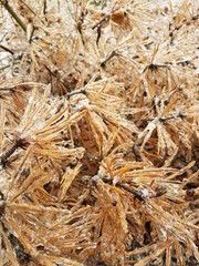 grass background