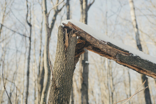 Broken Tree Limb