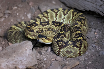 Close Up Blacktail Rattlesnake with Forked Tongue on Rock
