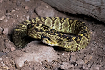 Rattlesnake Coiled in Dirt in Low Angle Profile Close Up