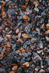 Texture of autumn oak leaves fallen on the ground. Vertical brown fall season background with orange leaves. Natural abstract background to use as a wallpaper or for your designs. Forest, nature.