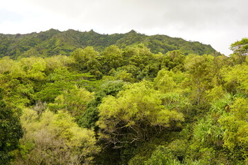 カウアイ島の緑豊かな風景
