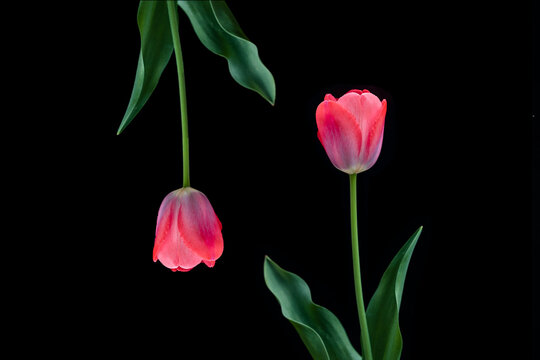 Two tulips on black background in photo studio