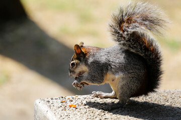 Gray squirrel eating a nut given by visitors of Chapultepec park in Mexico City, Mexico.