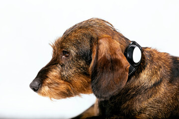 Wire-haired dachshund with electronic gps collar
