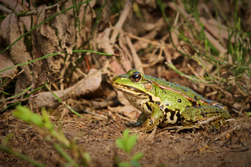 Closeup of Edible frog ( Pelophylax esculentus ) Rana esculenta	