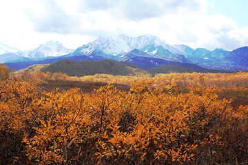 Autumn in the mountains. Yellow hazel foliage. Volcanoes in the blue fog. Kamchatka, Russia