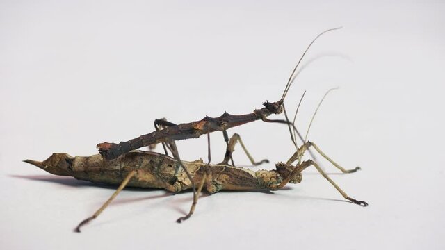 Studio shot of adult male and female of Sungaya inexpectata, a species of stick insects from the Philippines, Asia. Animals, phasmids on white background
