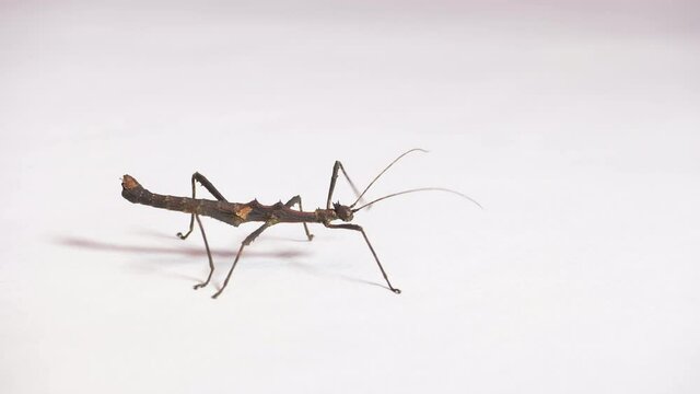 Tracking shot of adult male of Sungaya inexpectata, a species of stick insect from the Philippines, Asia. Animal, phasmid walking on white background. Copy space