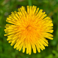 dandelion in the grass