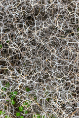 Sarcopoterium spinosum is a flowering perennial bush of Sarcopoterium genus in the Rose family. It is known as the prickly, spiny, or thorny burnet. Is common to the Mediterranean and the Middle East