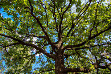 oak trunk with large branches and green leaves bottom up view on a blue sky on a sunny summer day eco friendly background, nobody.