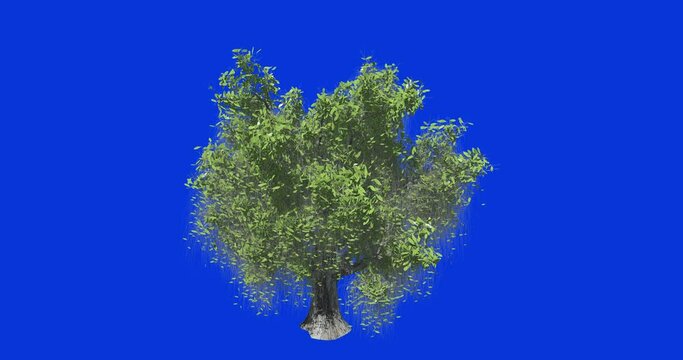 Broadleaf tree growth animation sequence on blue chroma key. Tree growing time-lapse. 