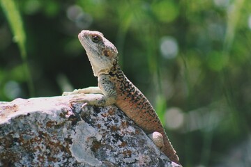 lizard on the rock